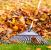 Lees Summit Fall Clean Up by Cut Trim Blow&Go
