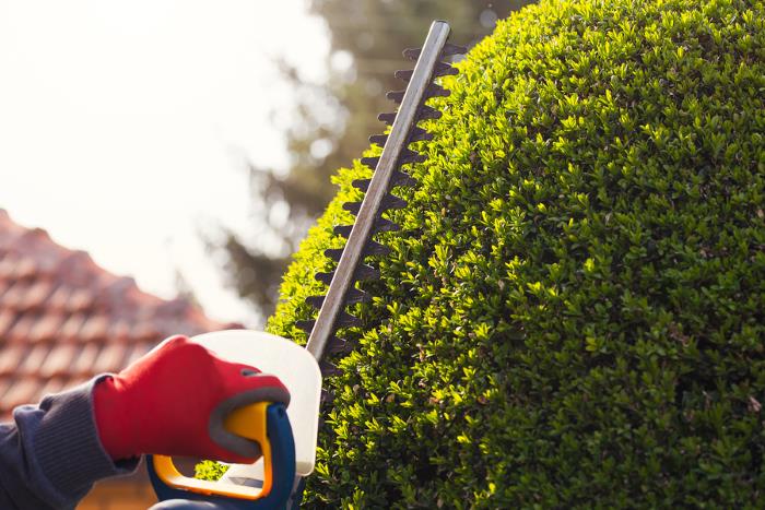 Pruning in by Cut Trim Blow&Go