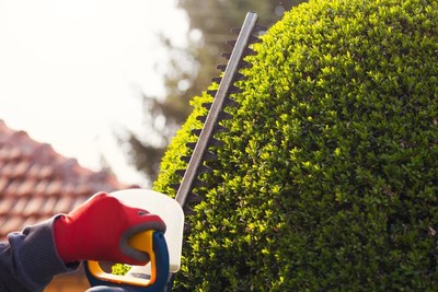 Pruning in Pleasant Hill, Missouri