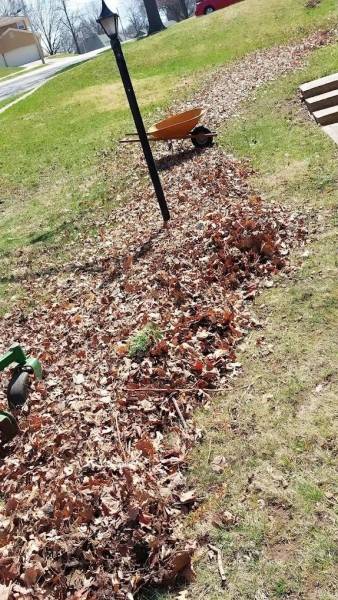 Leaf Removal in Lees Summit, MO (1)